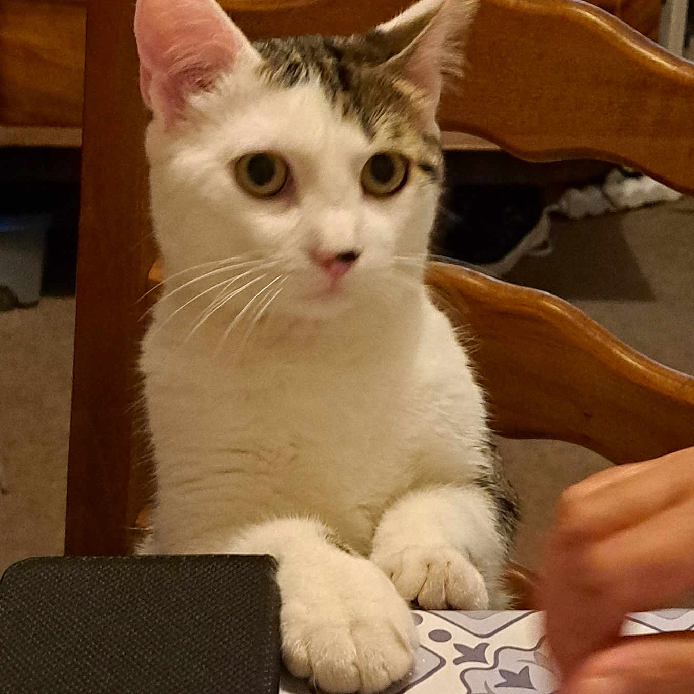 Nala a rejoint le concours — aidez-le/la à gagner de superbes lots ! animal, carpet, cat, chair, close_up, curious, cute, domestic, ears, face, furniture, human_hand, indoor, pattern, paw, pet, table, whiskers, white_cat, wood