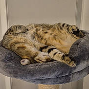 Thor participe au concours pour gagner de l'argent avec cette photo : cat, tabby_cat, pet, sleeping, cat_bed, plush_bed, cat_tree, indoor, cozy, belly_up, paws, whiskers, fur, stripes, nap, relaxed, home, furniture, wall, close_up