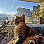 Thor participe au concours pour gagner de l'argent avec cette photo : cat, tabby_cat, pet, feline, green_eyes, whiskers, paw, sitting, cozy, sunlight, morning_light, balcony, balcony_railing, glass_reflection, shadow, apartment_building, urban_view, houseplant, chair, blanket