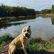 Tyger participe au concours pour gagner de l'argent avec cette photo : dog, pet, animal, sitting, happy, smiling, outdoors, river, lake, water, grass, nature, trees, clouds, blue_sky, shoreline, leash, rope, portrait, daylight