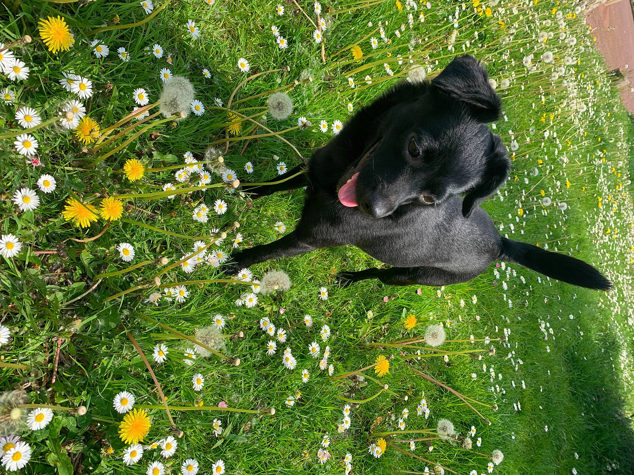 Minnie participe au concours pour gagner de l'argent avec cette photo : canidae, carnivore, dog, dog_breed, flower, grass, green, labrador_retriever, lawn, meadow, plant, puppy, snout, sporting_group, wildflower