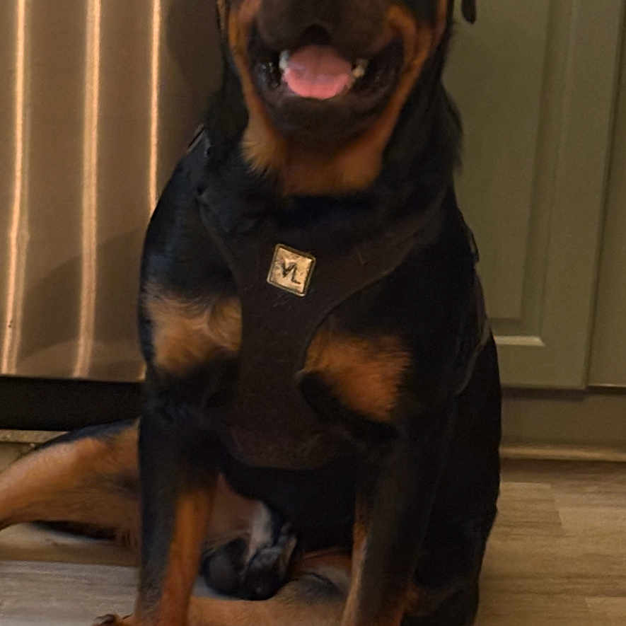 Tank is registered to the contest to win money with this photo: rottweiler, dog, canine, pet, portrait, sitting, indoor, harness, black_and_tan, tongue_out, happy, friendly, front_view, wood_floor, door, home, large_breed, paws, upright, animal