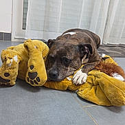 Lovely participe au concours pour gagner de l'argent avec cette photo : animal, brown, cozy, curtain, dog, door, fabric, face, floor, home, indoor, paw, pet, relaxing, resting, sleepy, stuffed_animal, tile, toy, white_marking