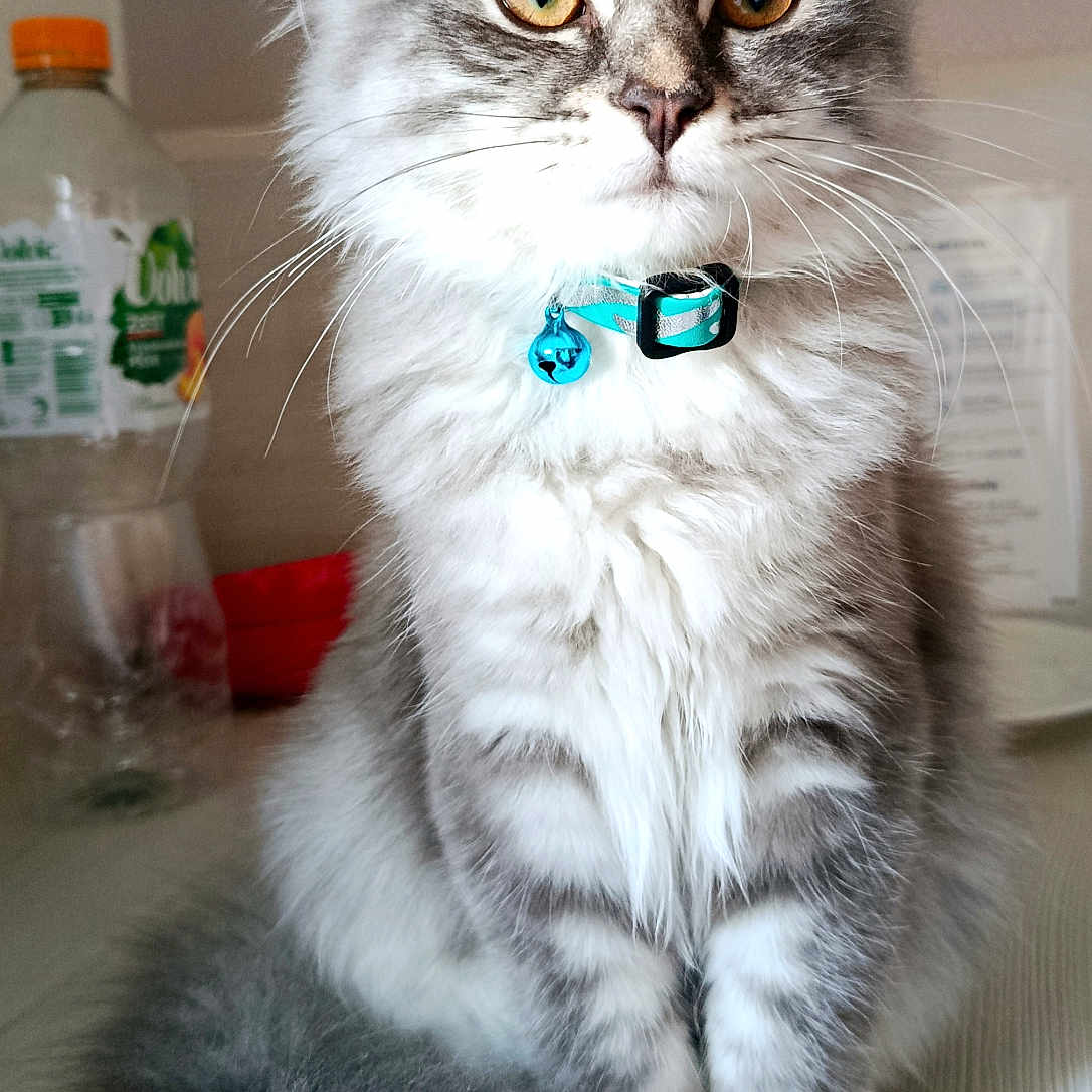 Miaouss a rejoint le concours — aidez-le/la à gagner de superbes lots ! cat, fluffy, gray, white, collar, pet, animal, tail, sitting, indoor, fur, whiskers, cute, domestic, portrait, eyes, table, household, focused, feline