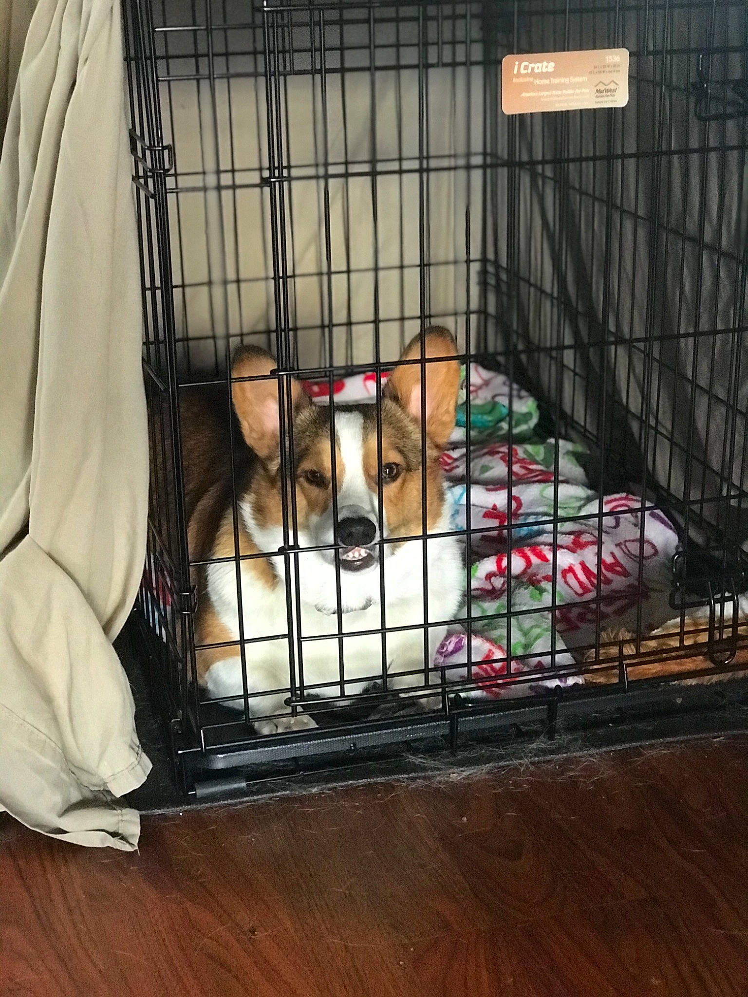 Sadie joined the competition — help win amazing prizes! animal_shelter, cage, canidae, carnivore, companion_dog, dog, dog_bed, dog_breed, dog_crate, dog_supply, kennel, laminate_flooring, mesh, pet_supply, service, snout, sporting_group, vertebrate, wood_flooring, working_animal