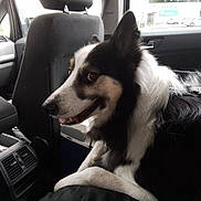 Ulysse participe au concours pour gagner de l'argent avec cette photo : dog, black_and_white, pet, car_interior, seat, cooler, animal, canine, companion, fur, happy, side_view, looking, indoors, transport, vehicle, domestic_animal, mammal, friendly, leash