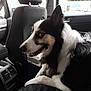 dog, black_and_white, pet, car_interior, seat, cooler, animal, canine, companion, fur, happy, side_view, looking, indoors, transport, vehicle, domestic_animal, mammal, friendly, leash