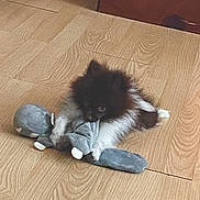 Sophie joined the competition — help win amazing prizes! puppy, dog, toy, stuffed_animal, floor, wooden_floor, indoor, pet, cute, playful, fur, animal, small_dog, brown_fur, white_paws, lying_down, domestic_animal, companion, young_dog, cozy