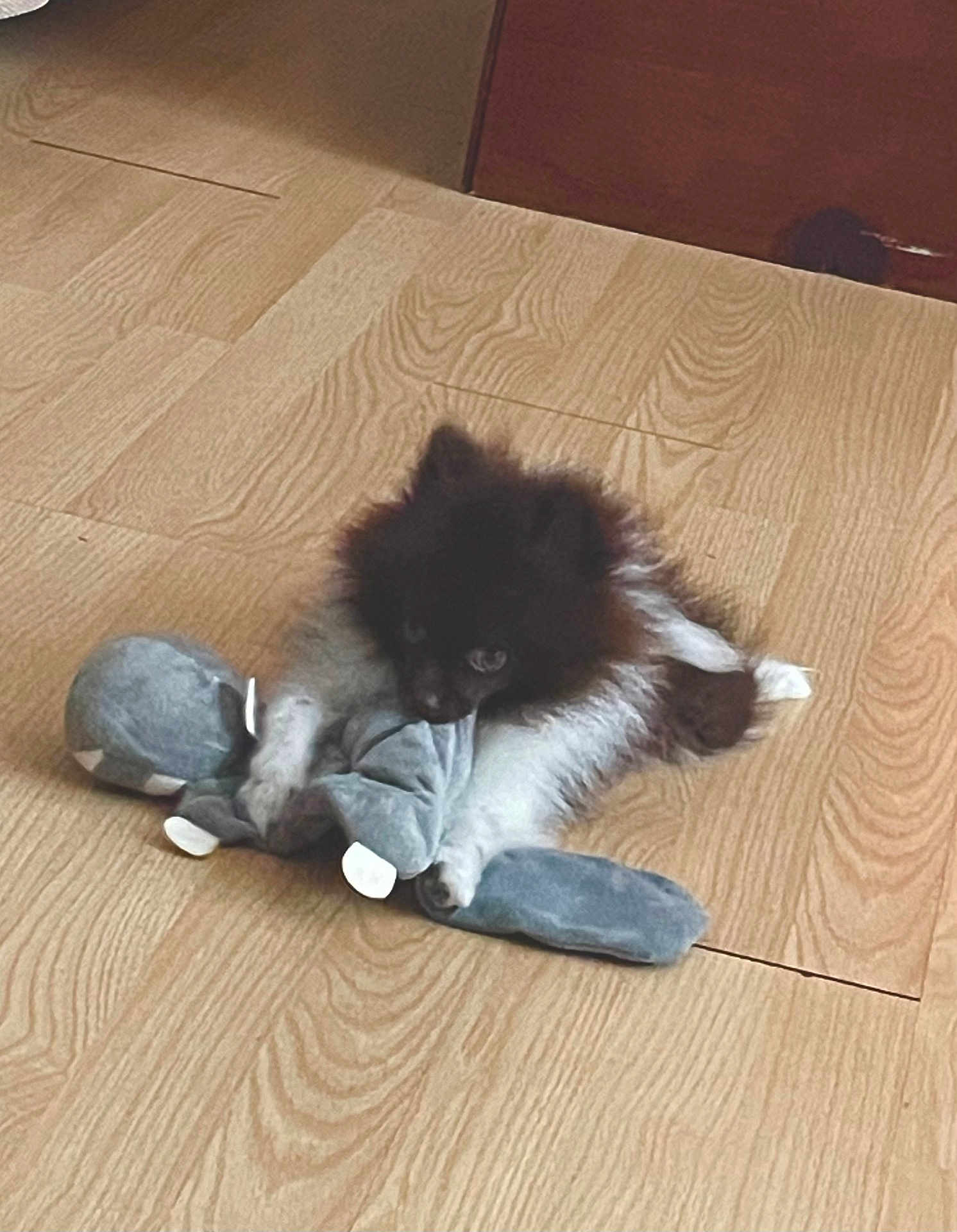 Sophie joined the competition — help win amazing prizes! puppy, dog, toy, stuffed_animal, floor, wooden_floor, indoor, pet, cute, playful, fur, animal, small_dog, brown_fur, white_paws, lying_down, domestic_animal, companion, young_dog, cozy