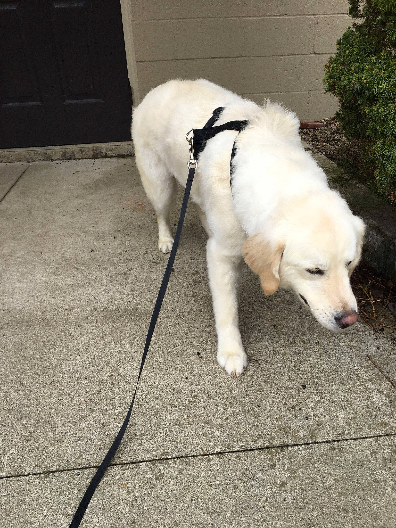 Jake is registered to the contest to win money with this photo: canidae, carnivore, collar, companion_dog, dog, dog_breed, dog_collar, door, fashion_accessory, flooring, fur, pet_supply, plant, shadow, sidewalk, snout, sporting_group, tail, working_animal, working_dog