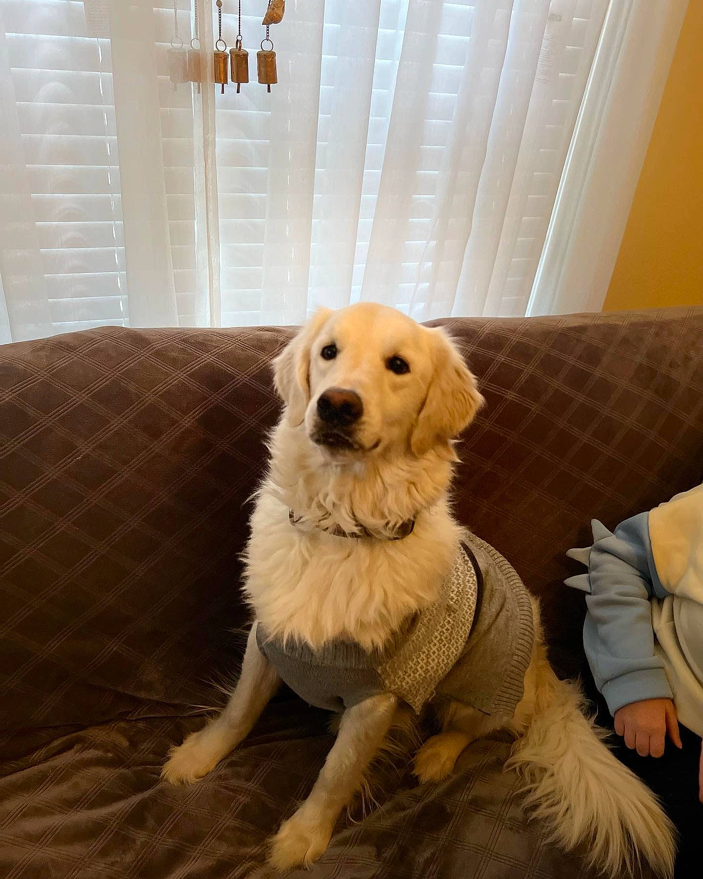 Jake joined the competition — help win amazing prizes! carnivore, comfort, companion_dog, couch, dog, dog_breed, fawn, floor, flooring, fur, gun_dog, hardwood, plant, room, snout, tail, tree, window_blind, wood, working_animal
