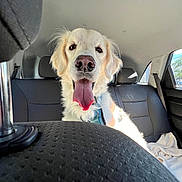 Jake is registered to the contest to win money with this photo: dog, golden_retriever, pet, animal, car, backseat, tongue_out, happy, canine, fur, collar, window, seatbelt, daylight, interior, transportation, vehicle, headrest, leash, domestic_animal