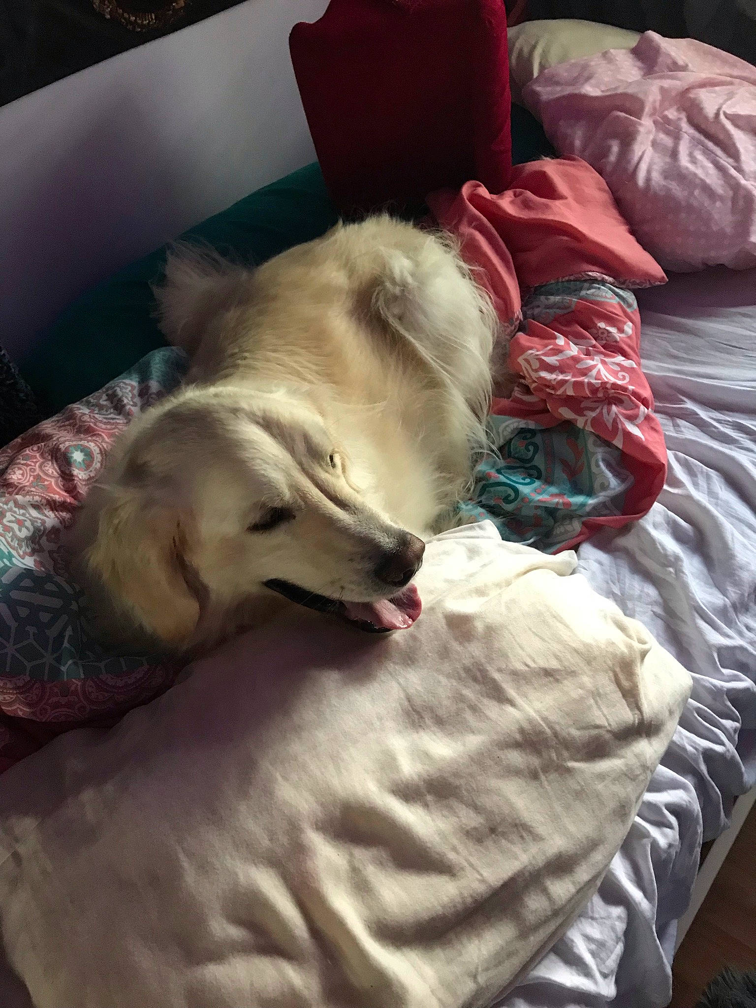 Jake joined the competition — help win amazing prizes! bedding, bedtime, canidae, carnivore, comfort, companion_dog, couch, dog, dog_breed, dog_supply, duvet, fur, linens, nap, pillow, retriever, room, sporting_group, whiskers, working_animal