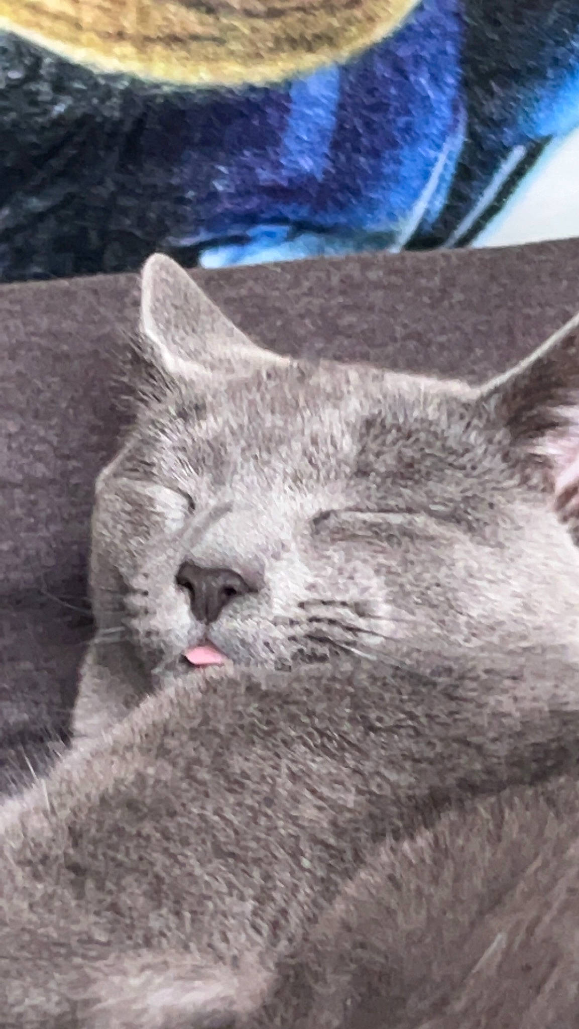 Willow is registered to the contest to win money with this photo: carnivore, cat, claw, comfort, domestic_short_haired_cat, felidae, fur, grey, monochrome, monochrome_photography, paw, russian_blue, small_to_medium_sized_cats, snout, terrestrial_animal, whiskers, wildlife, window