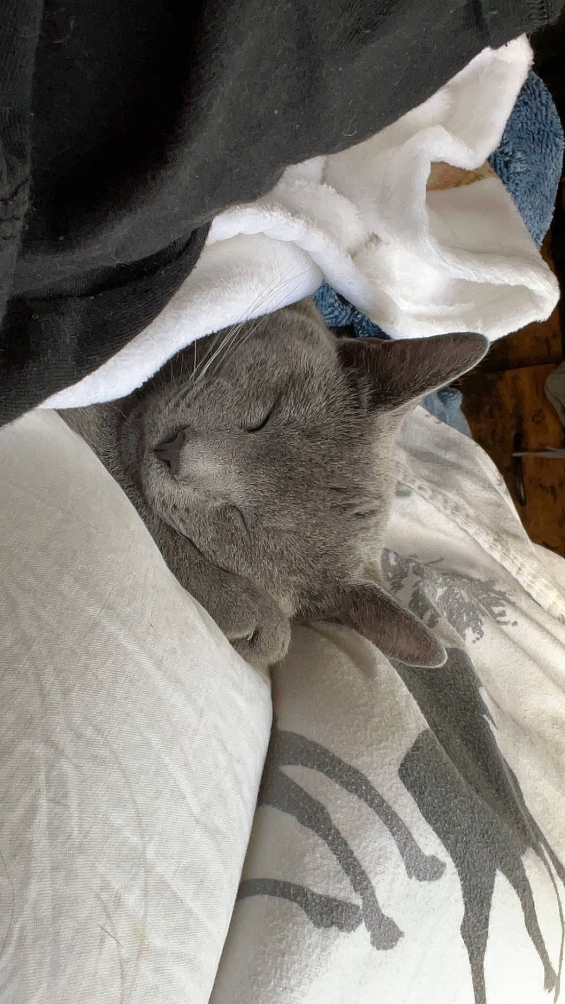 Willow is registered to the contest to win money with this photo: canidae, carnivore, cat, comfort, domestic_short_haired_cat, ear, fawn, felidae, fur, gesture, grey, human_leg, linens, nap, sleeve, small_to_medium_sized_cats, snout, t_shirt, whiskers, wrinkle