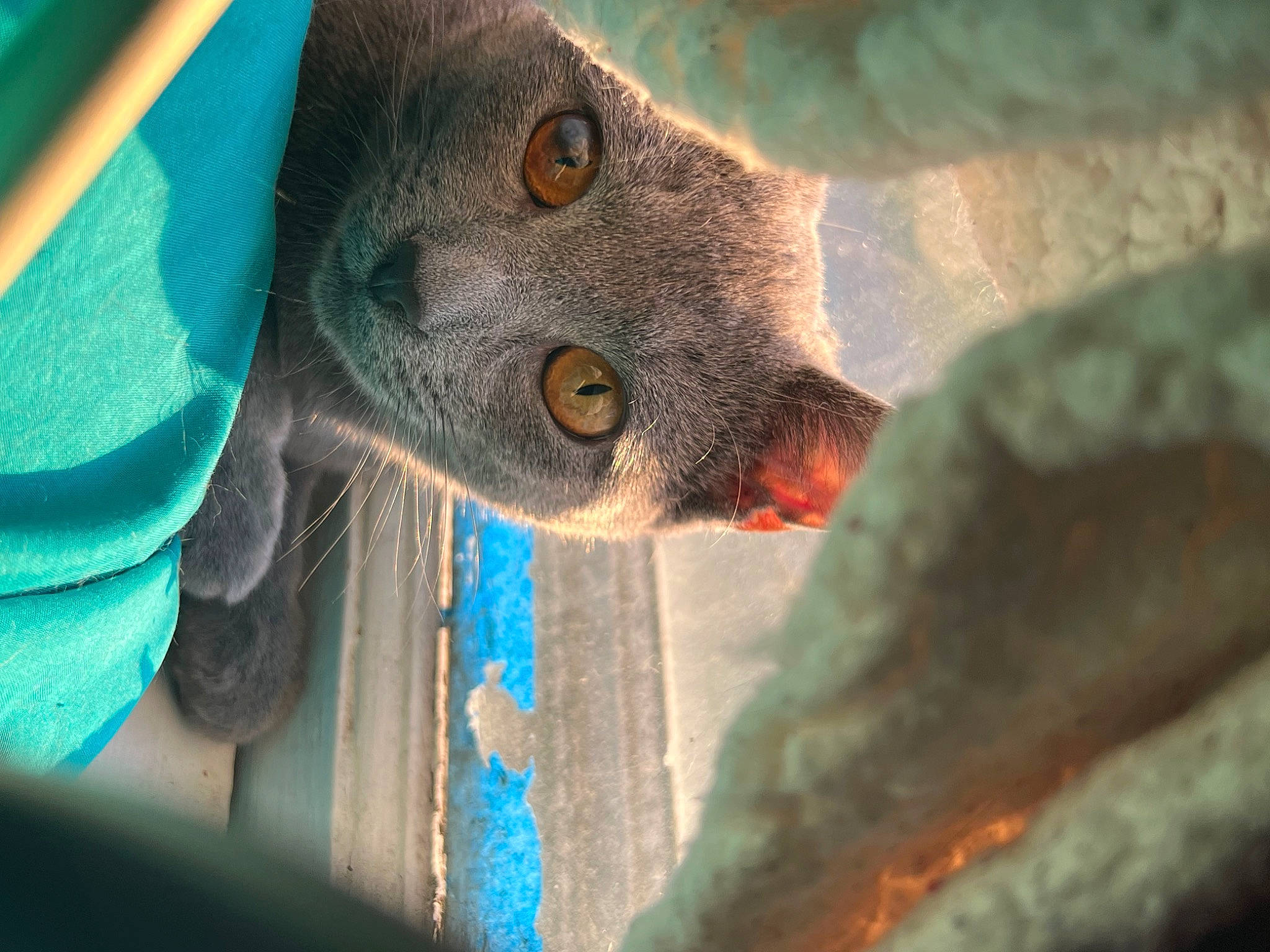Willow joined the competition — help win amazing prizes! blue, electric_blue, snout, terrestrial_animal, tints_and_shades, wildlife