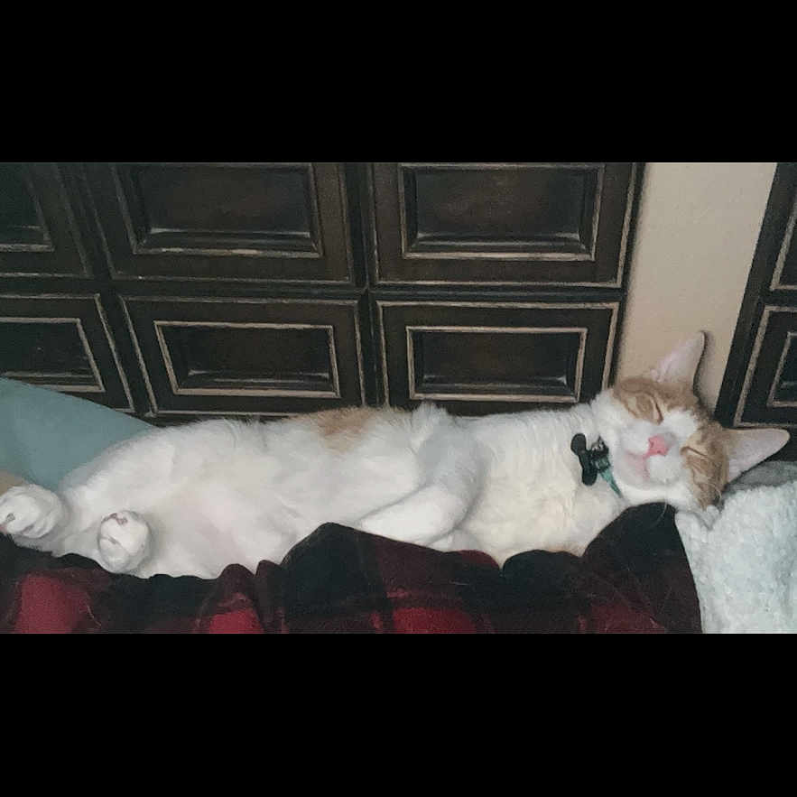 Hank