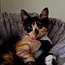 animal, bell, calico, cat, closeup, cozy, curious, cute, ears, feline, fur, indoor, paw, pet, plush_bed, relaxed, resting, soft, toy, whiskers