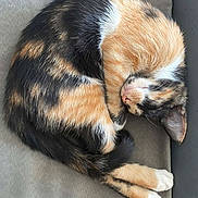 Lya a rejoint le concours — aidez-le/la à gagner de superbes lots ! cat, calico, sleeping, curled_up, fur, paw, whiskers, pet, animal, cute, resting, indoor, cozy, feline, soft, relaxed, cute_pet, mammal, domestic_animal, peaceful