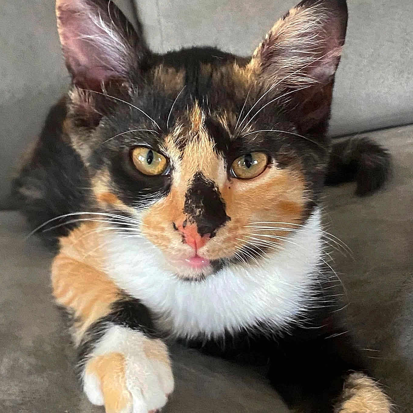 Lya a rejoint le concours — aidez-le/la à gagner de superbes lots ! cat, calico, kitten, pet, animal, feline, whiskers, ears, paw, couch, indoor, close_up, curious, orange, black, white, fur, cute, relaxed, young