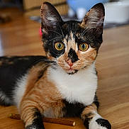 Lya participe au concours pour gagner de l'argent avec cette photo : animal, calico, cat, close_up, curious, cute, domestic, ears, eyes, feline, floor, fur, indoor, kitten, laying, paws, pet, whiskers, wooden_floor, young