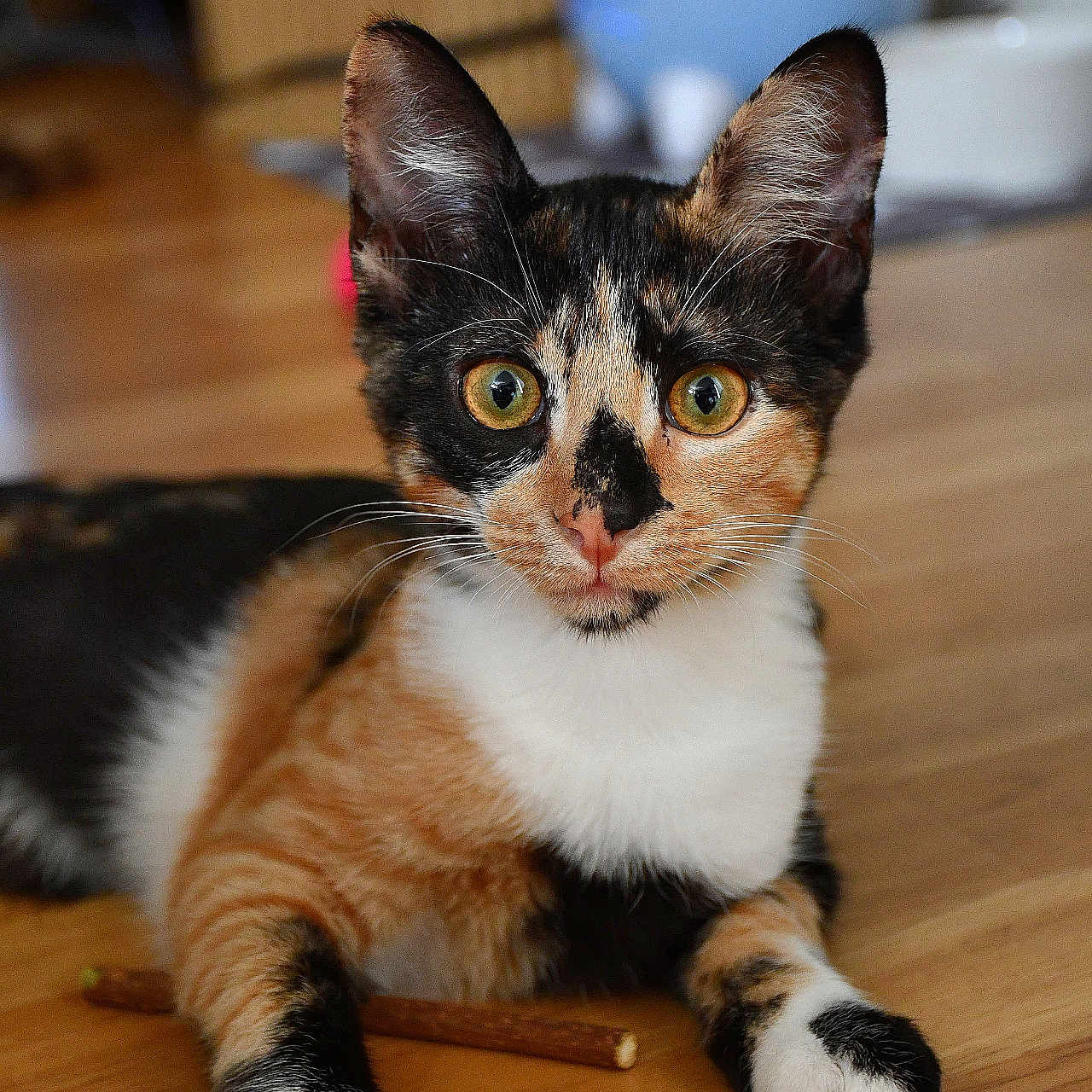 Lya