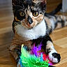 animal, calico, cat, closeup, colorful, curious, cute, domestic, eyes, feather_toy, fur, indoor, kitten, lying_down, paws, pet, playful, whiskers, wooden_floor, young