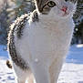 cat, snow, outdoor, winter, animal, feline, fur, nature, curious, closeup, daylight, pink_nose, snowflakes, forest, background_blur, white, gray, pet, walking, sunlight