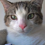 Diego a rejoint le concours — aidez-le/la à gagner de superbes lots ! blanket, blue_toy, cat, close_up, cozy, cute, domestic, ears, feline, fur, green_eyes, indoor, nose, pet, pink_nose, plush_toy, portrait, soft_lighting, stare, whiskers