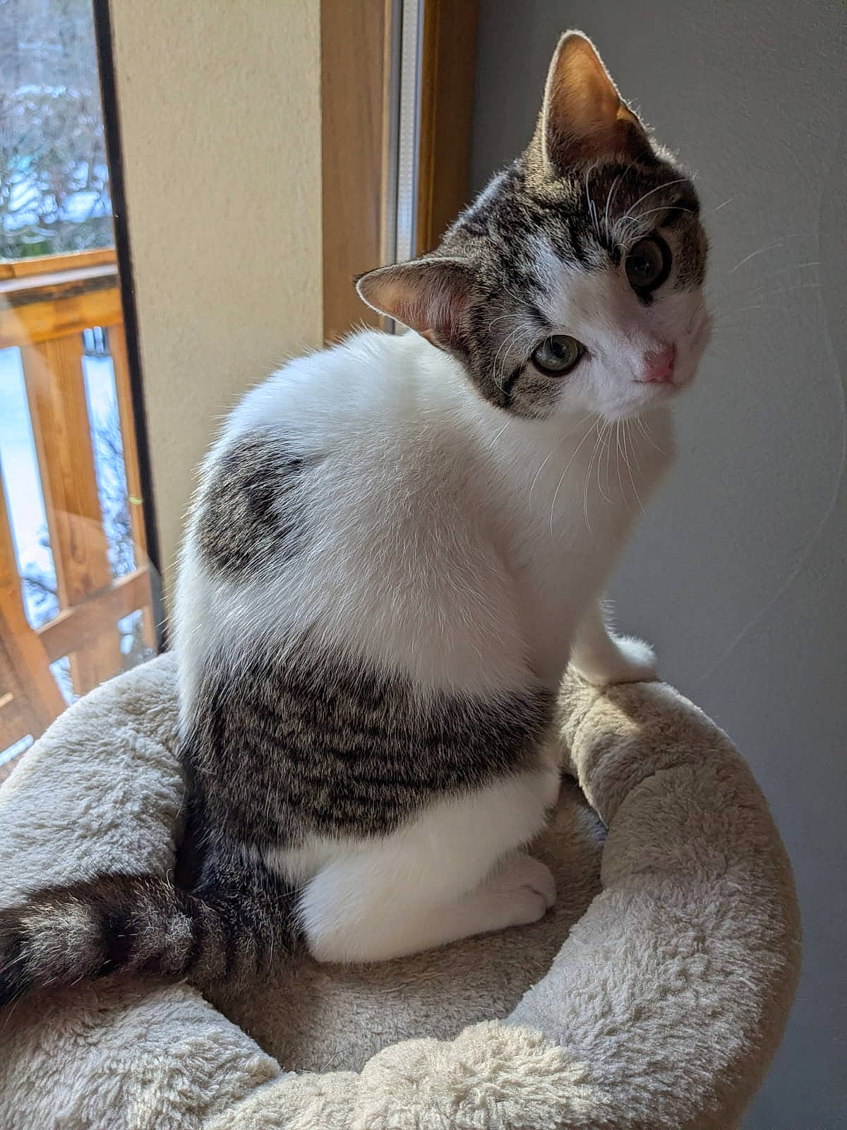 animal, bed, cat, cozy, curious, daylight, domestic, ears, feline, fur, house, indoor, looking, pet, resting, soft, tabby, tail, white, window
