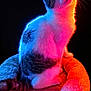 Diego participe au concours pour gagner de l'argent avec cette photo : cat, pet_bed, neon_lighting, blue_light, pink_light, glowing, feline, fur, whiskers, tail, cute, animal, indoor, soft_texture, plush, curious, sitting, portrait, black_background, colorful