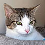 Diego participe au concours pour gagner de l'argent avec cette photo : calm, cat, close_up, cozy_bed, domestic, ear, feline, fur, green_eyes, indoor, looking_away, natural_light, pet, pink_nose, portrait, resting, sleepy, soft_texture, tabby, whiskers