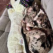 Louis joined the competition — help win amazing prizes! puppy, dog, sleeping, couch, stuffed_animal, plush, cozy, nap, curled_up, spotted, pet, indoor, comfort, cute, animal, relaxing, friendship, soft, toy, whimsical