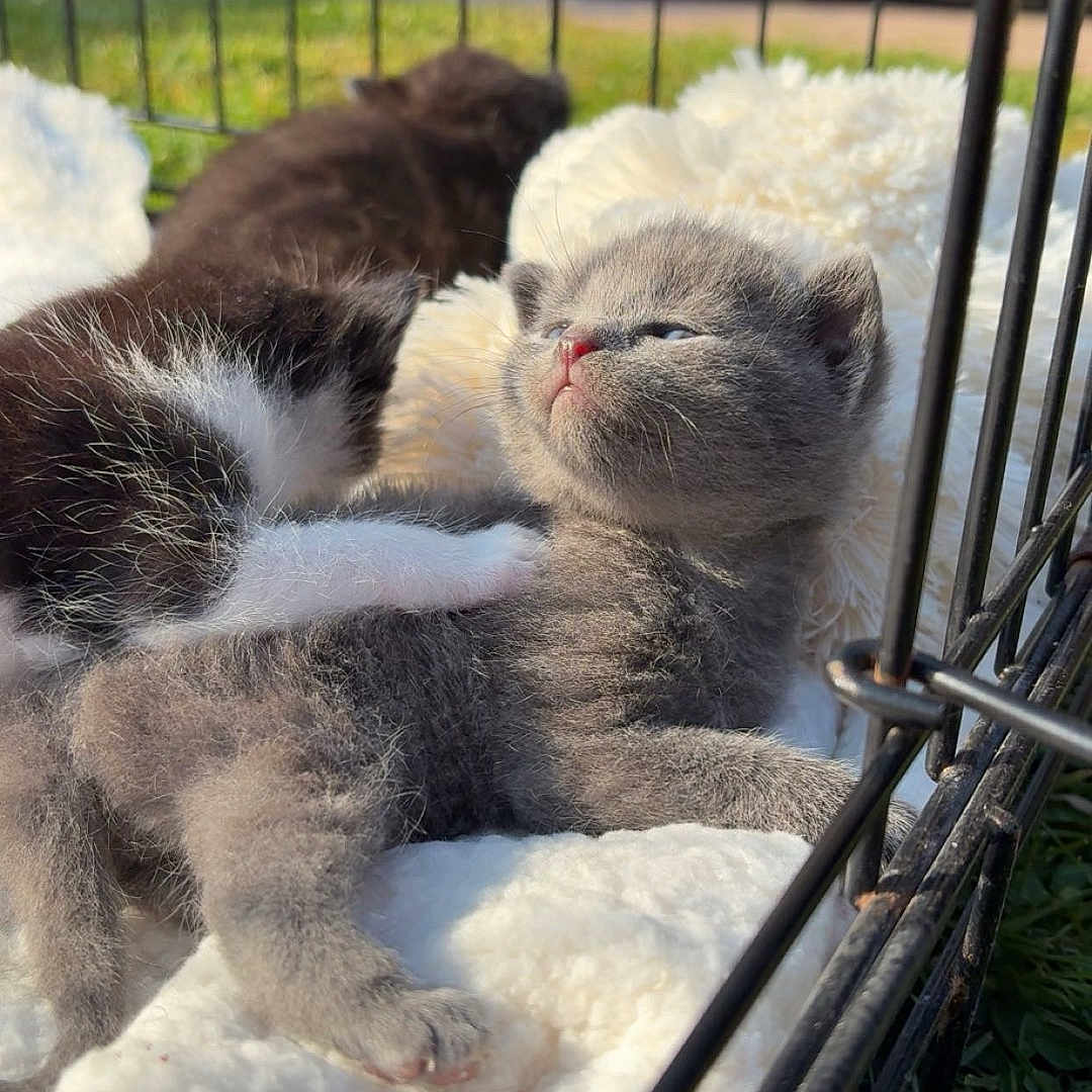 Moon participe au concours pour gagner de l'argent avec cette photo : animal, black_and_white_cat, blanket, cage, cat, comfort, cozy, cute, feline, furry, grass, gray_cat, kitten, outdoor, pet, resting, sleeping, soft_texture, sunlight, young