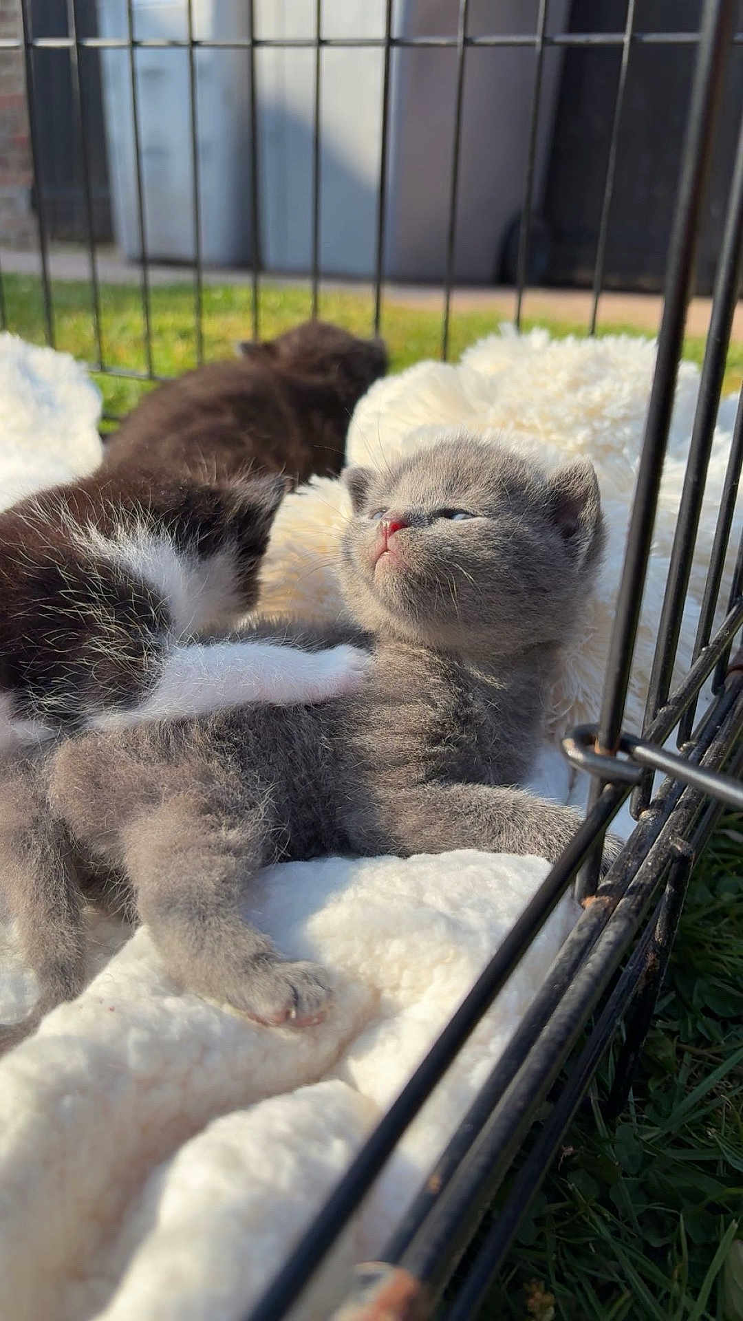 Moon participe au concours pour gagner de l'argent avec cette photo : kitten, cat, gray_cat, black_and_white_cat, furry, sleeping, resting, cage, blanket, soft_texture, outdoor, grass, sunlight, pet, animal, cute, young, feline, comfort, cozy