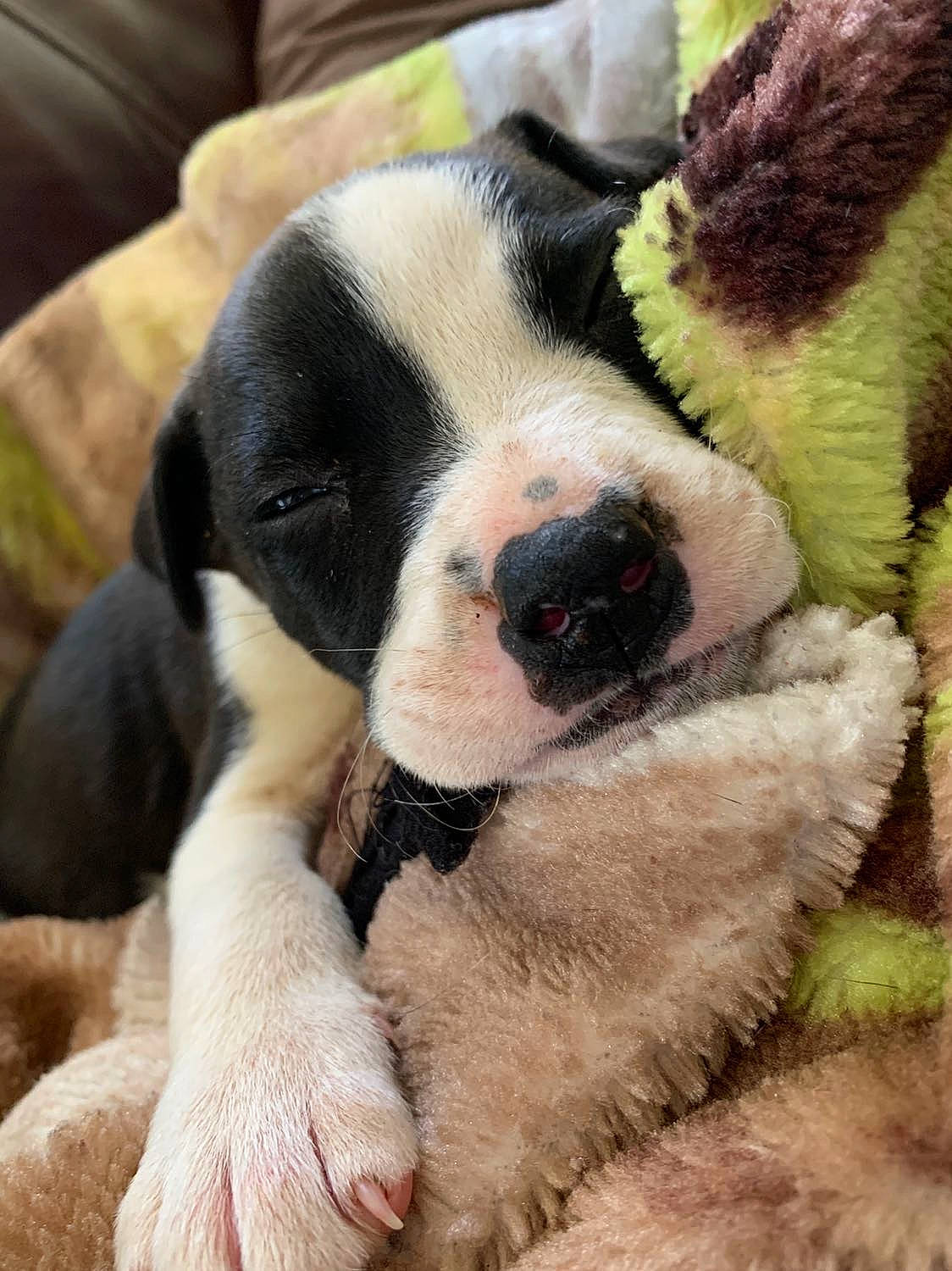 Saban is registered to the contest to win money with this photo: boston_terrier, canidae, carnivore, close_up, companion_dog, dog, dog_breed, fur, head, love, mammal, nap, nose, puppy, puppy_love, sleep, snout, sporting_group, st_bernard, vertebrate