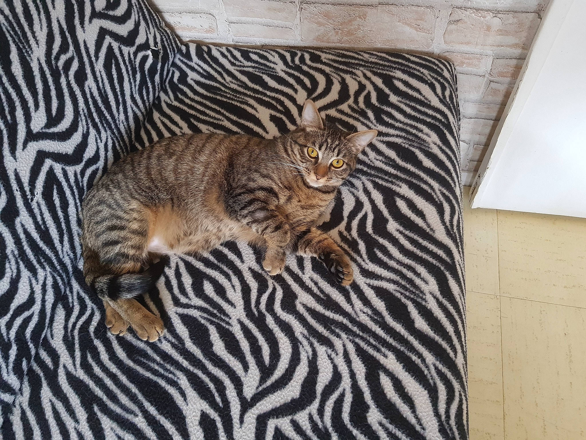 Kyra a rejoint le concours — aidez-le/la à gagner de superbes lots ! carnivore, cat, comfort, domestic_short_haired_cat, fawn, felidae, flooring, fur, grey, hardwood, linens, pattern, rectangle, small_to_medium_sized_cats, snout, tail, terrestrial_animal, whiskers, wildlife, wood