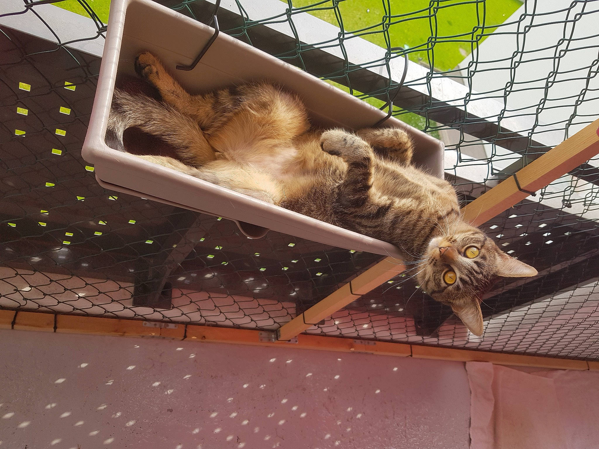 Kyra participe au concours pour gagner de l'argent avec cette photo : animal_shelter, art, cage, chain_link_fencing, fawn, felidae, flooring, fur, mesh, metal, pet_supply, recreation, rectangle, snout, tail, terrestrial_animal, wildlife, wire_fencing, wood, zoo