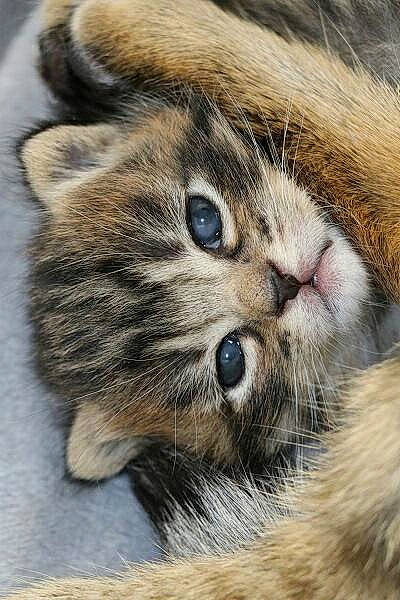 Kyra participe au concours pour gagner de l'argent avec cette photo : carnivore, cat, claw, close_up, domestic_short_haired_cat, fawn, felidae, fur, paw, siberian, small_to_medium_sized_cats, snout, tail, terrestrial_animal, whiskers, wildlife