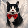 cat, black_and_white, bow_tie, red, wings, angelic, clouds, fluffy, portrait, animal, pet, feline, cute, whiskers, ears, nose, eyes, fur, sky, fantasy