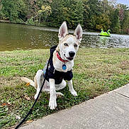 Shilo joined the competition — help win amazing prizes! dog, blue_eyes, sitting, grass, lake, trees, outdoor, sidewalk, leash, hoodie, collar, water, paddle_boat, nature, canine, pet, park, animal, daytime, scenic
