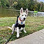 dog, blue_eyes, sitting, grass, lake, trees, outdoor, sidewalk, leash, hoodie, collar, water, paddle_boat, nature, canine, pet, park, animal, daytime, scenic