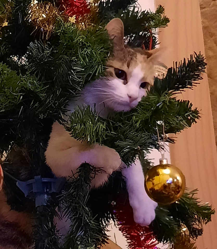 Lulu participe au concours pour gagner de l'argent avec cette photo : cat, christmas_tree, ornament, greenery, holiday, pet, feline, curious, indoor, decorations, festive, playful, animal, branch, tangled, cute, white, brown, paw, face
