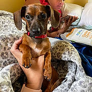 Jackson Laila Lenox joined the competition — help win amazing prizes! dog, pet, hand, person, blanket, bed, phone, snack, red_collar, watch, indoor, brown_dog, focused, lying_down, human_hand, snack_bag, patterned_blanket, watch_band, casual, resting