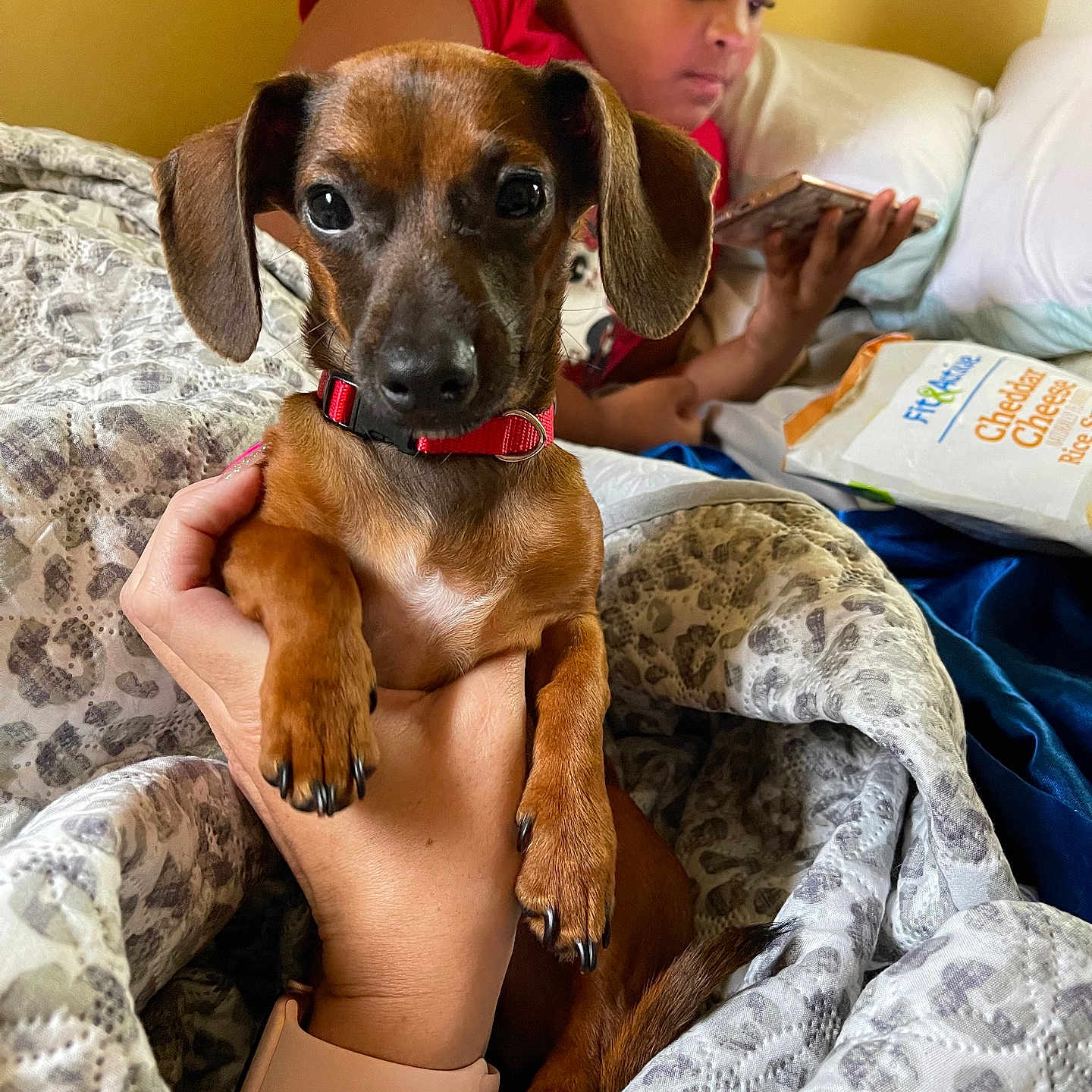 Jackson Laila Lenox joined the competition — help win amazing prizes! bed, blanket, brown_dog, casual, dog, focused, hand, human_hand, indoor, lying_down, patterned_blanket, person, pet, phone, red_collar, resting, snack, snack_bag, watch, watch_band