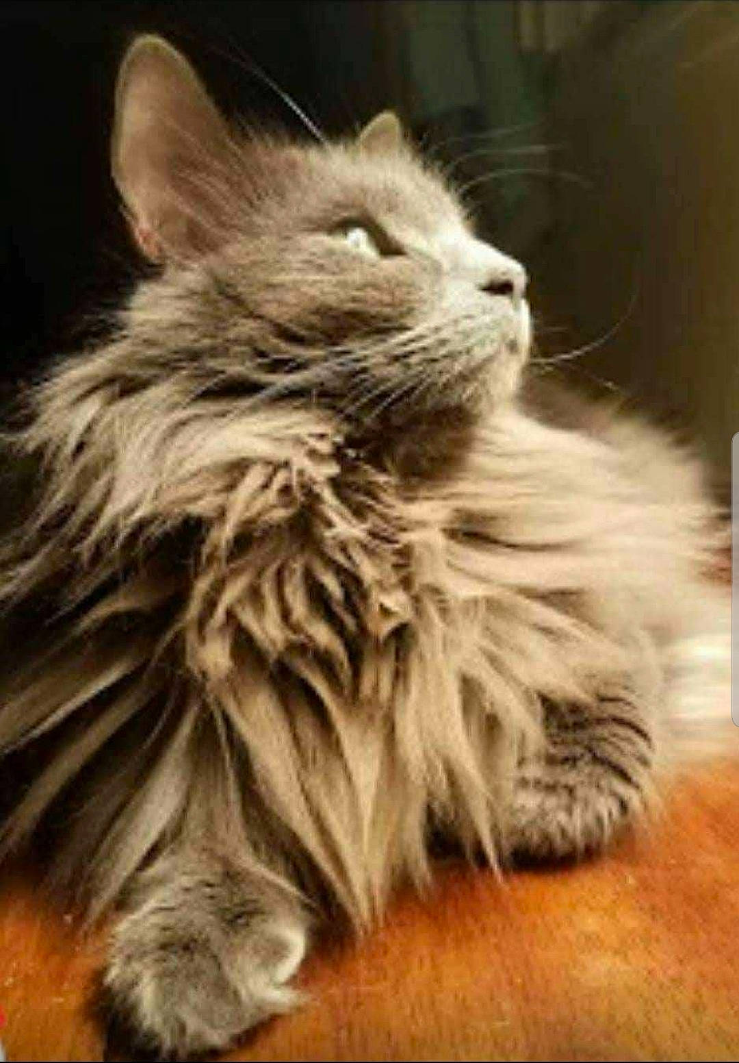 Nikko is registered to the contest to win money with this photo: american_curl, asian_semi_longhair, british_longhair, british_semi_longhair, carnivore, cat, domestic_long_haired_cat, felidae, fur, kitten, maine_coon, mammal, nebelung, norwegian_forest_cat, ragamuffin, siberian, small_to_medium_sized_cats, snout, vertebrate, whiskers