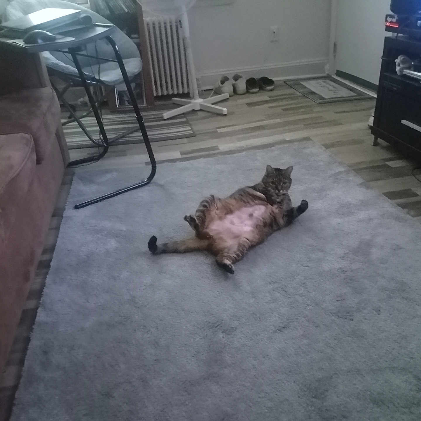 Bonnie Sal joined the competition — help win amazing prizes! bookshelf, carpet, cat, chair, couch, cozy, floor, furniture, home, indoor, living_room, pet, radiator, relaxed, rug, shoes, sofa, tabby, television, wood_floor