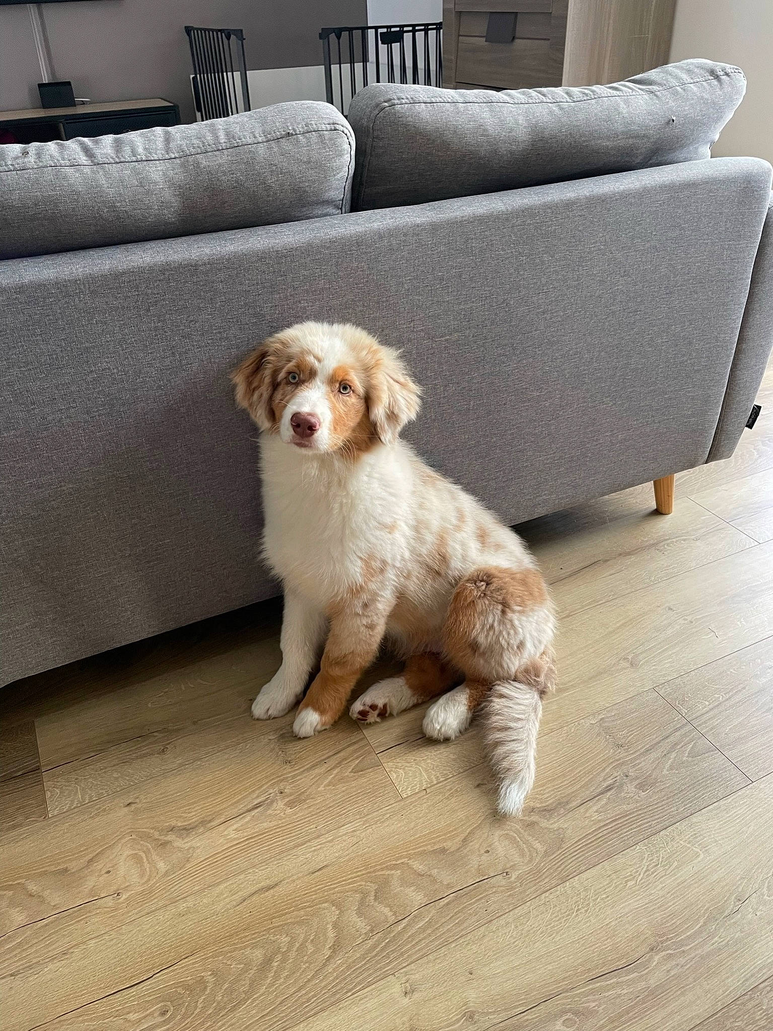 Simba participe au concours pour gagner de l'argent avec cette photo : bored, carnivore, chair, comfort, companion_dog, couch, dog, dog_breed, dog_supply, floor, flooring, furniture, gun_dog, hardwood, liver, living_room, room, studio_couch, wood, working_animal