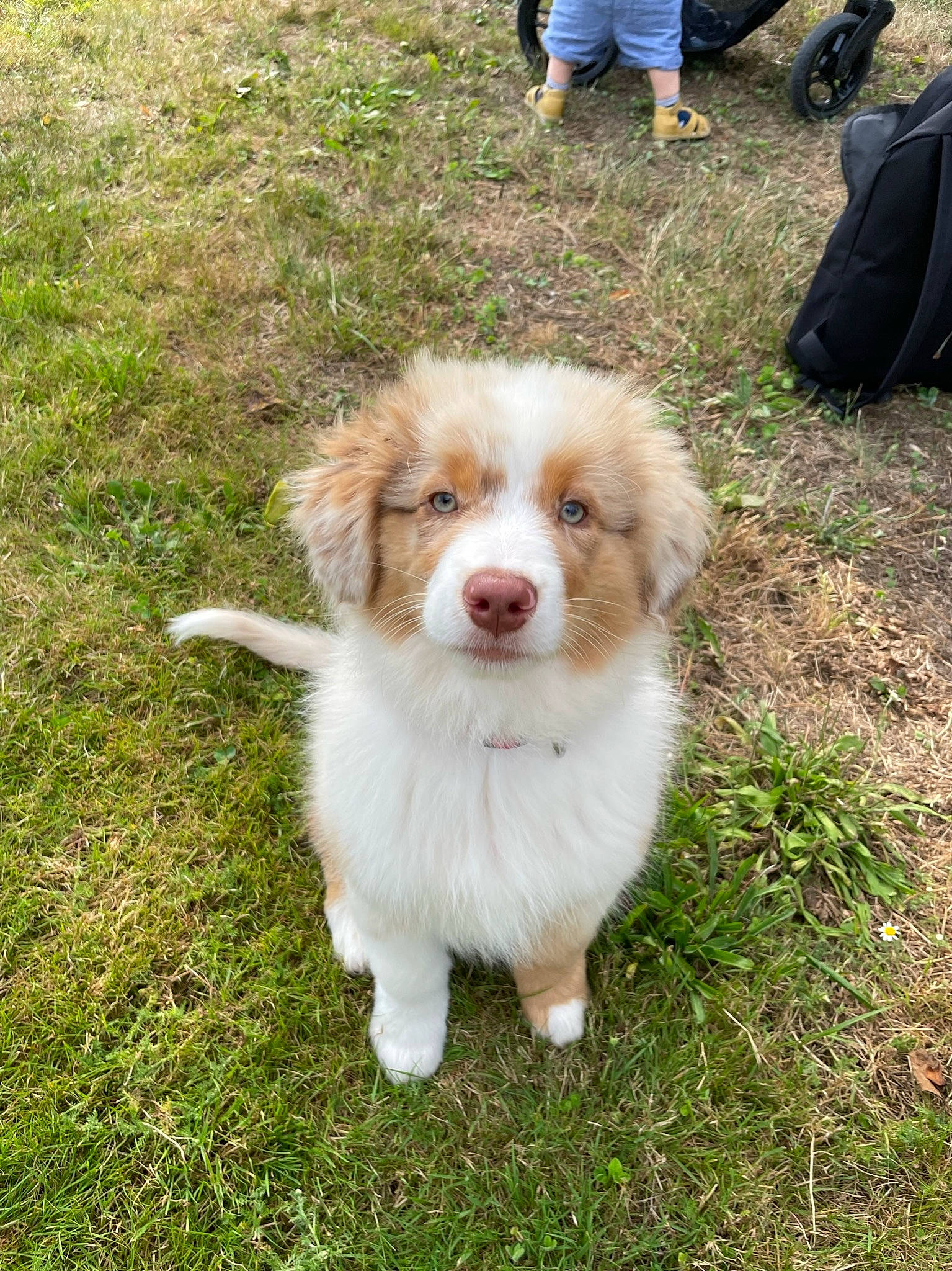 Simba a rejoint le concours — aidez-le/la à gagner de superbes lots ! backpack, bag, canidae, carnivore, companion_dog, dog, dog_breed, fur, grass, herding_dog, luggage_and_bags, plant, snout, soil, sporting_group, terrestrial_animal, wildlife, working_animal, working_dog