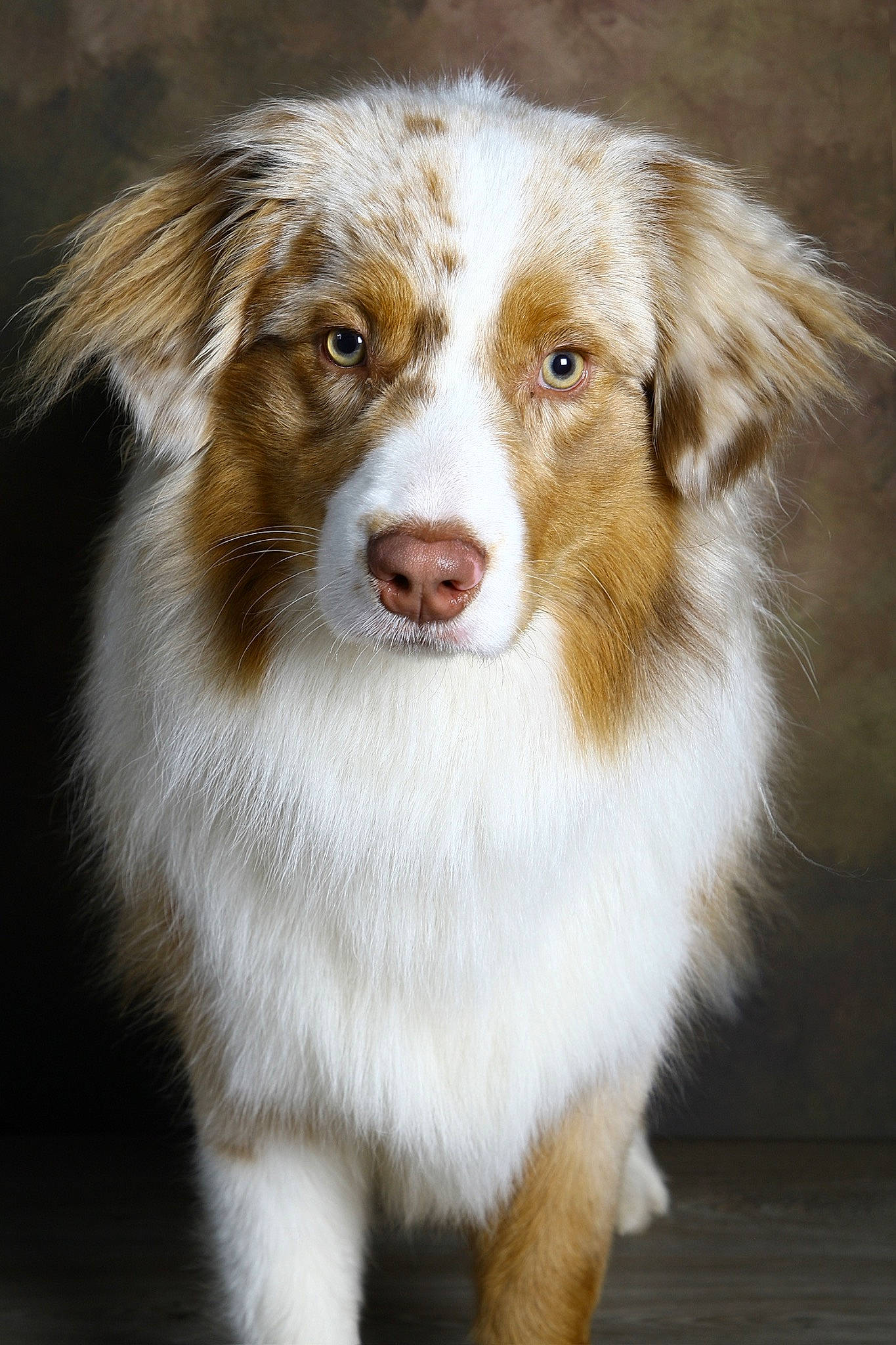 Simba participe au concours pour gagner de l'argent avec cette photo : ancient_dog_breeds, australian_collie, australian_shepherd, ball, border_collie, carnivore, companion_dog, dog, dog_breed, fur, gun_dog, herding_dog, liver, plant, snout, sporting_group, terrestrial_animal, whiskers, working_animal, working_dog